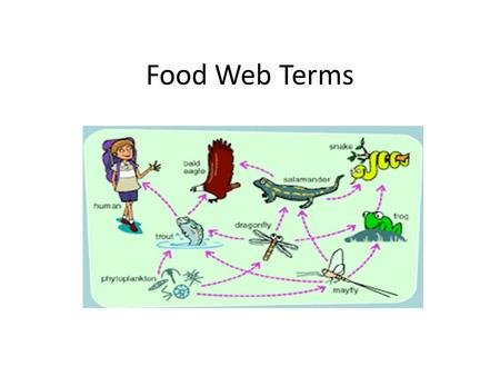 Food Web Terms.