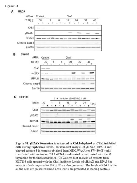 Figure S1 A MRC5  Control Chk1 TdR(h): γH2AX Cleaved casp3 RPA34