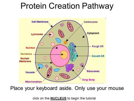 Protein Creation Pathway Place your keyboard aside. Only use your mouse click on the NUCLEUS to begin the tutorial.
