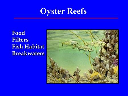 Oyster Reefs Food Filters Fish Habitat Breakwaters