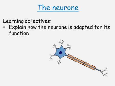 The neurone Learning objectives: Explain how the neurone is adapted for its function.