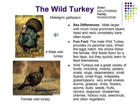The Wild Turkey Sex Differences: Male larger, with much more prominent beard, head and neck completely bare, often bluish. Fun Fact: The male Wild Turkey.