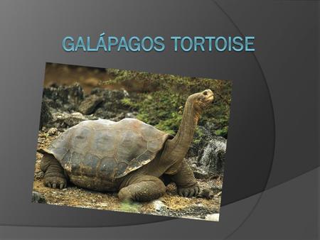Galápagos Tortoise.