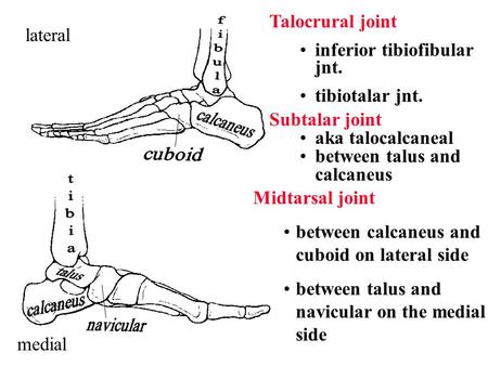 inferior tibiofibular jnt. tibiotalar jnt. lateral