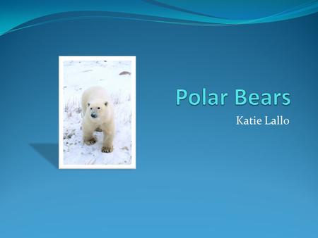 Polar Bears Katie Lallo.