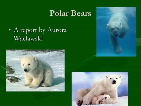 Polar Bears A report by Aurora WaclawskiA report by Aurora Waclawski.