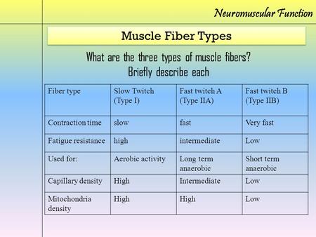 What are the three types of muscle fibers?