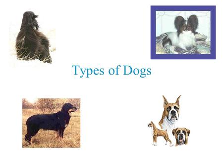 Types of Dogs. SPORTING GROUP English Springer Spaniel It originated from Europe. During the 1600s it was an ideal companion for hunters in Europe It.