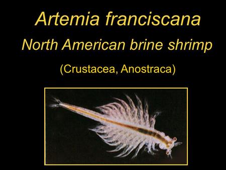 Artemia franciscana North American brine shrimp (Crustacea, Anostraca)