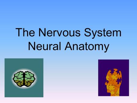 The Nervous System Neural Anatomy. Neurons: The Building Blocks of the Nervous System Module 7: Neural and Hormonal Systems.