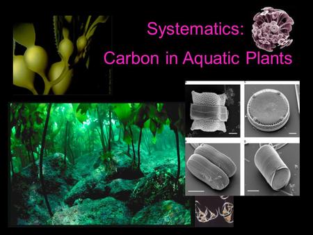 Systematics: Carbon in Aquatic Plants. Food Web Dynamics Ancient [CO 2 ] aq and pCO 2 concentrations Cell Mechanisms (diffusion/assimilation) in different.