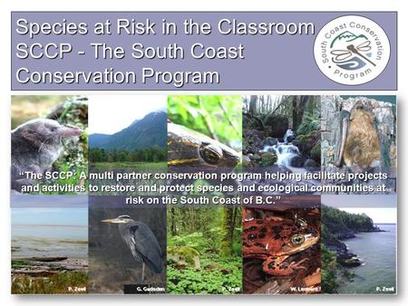 Species at Risk in the Classroom SCCP - The South Coast Conservation Program “The SCCP: A multi partner conservation program helping facilitate projects.