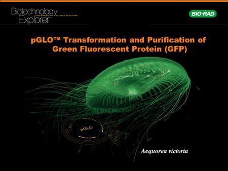pGLO™ Transformation and Purification of