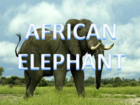 African elephants are the largest land animal mammals in the world. Colour: Brownish-grey with wrinkly type skin Shape: shoulder height 3-4 metres long,