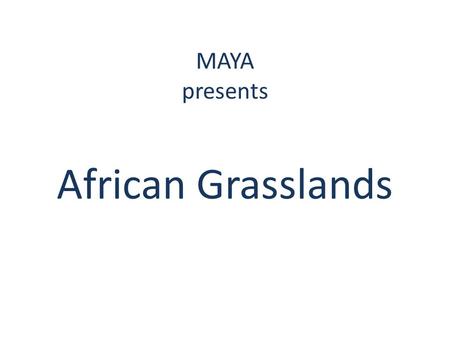MAYA presents African Grasslands. What is a grassland? Grasslands are huge places that are very windy with little trees but lots of grass Grasslands are.