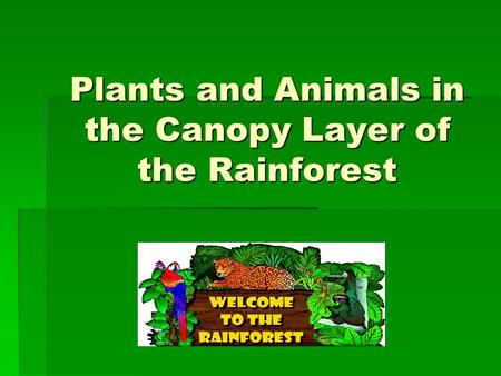 Plants and Animals in the Canopy Layer of the Rainforest.