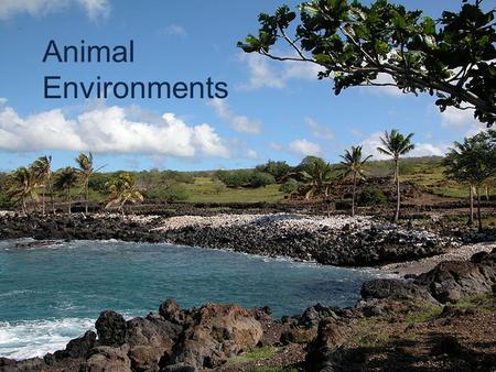 Animal Environments. What is an Environment? An environment, or habitat, is the natural home of an animal or a plant. An animal’s environment must meet.
