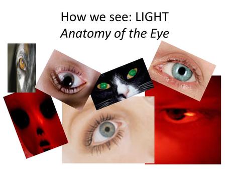 How we see: LIGHT Anatomy of the Eye. Pair Quiz! Write the numbers 1- 13 on your piece of paper Next to each number write what species the eye belongs.