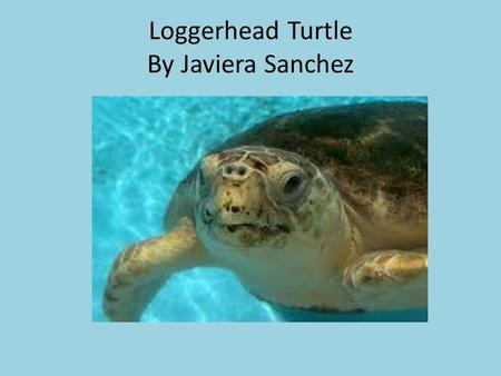 Loggerhead Turtle By Javiera Sanchez. Classification and Description Caretta caretta – named for oversized head Reptiles Shell- reddish brown, underbelly-