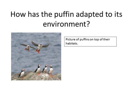 How has the puffin adapted to its environment?