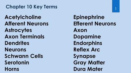 Chapter 10 Key Terms 1 AcetylcholineEpinephrine Afferent NeuronsEfferent Neurons AstrocytesAxon Axon TerminalsDopamine DendritesEndorphins NeuronsReflex.