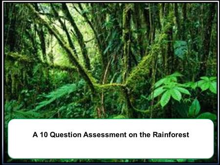 A 10 Question Assessment on the Rainforest