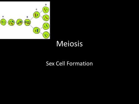 Meiosis Sex Cell Formation.