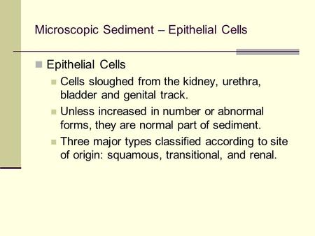 Microscopic Sediment – Epithelial Cells