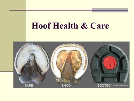 Hoof Health & Care AGR 364. Introduction How long have horseshoes been used on horses? ~ 2,000 years Why do we shoe horses? To protect from excessive.
