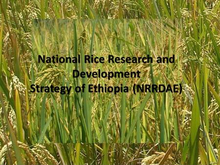National Rice Research and Development Strategy of Ethiopia (NRRDAE National Rice Research and Development Strategy of Ethiopia (NRRDAE)