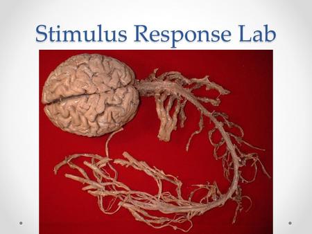 Stimulus Response Lab.