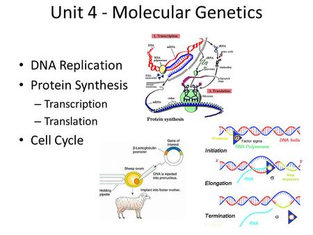Unit 4 - Molecular Genetics DNA Replication Protein Synthesis – Transcription – Translation Cell Cycle.