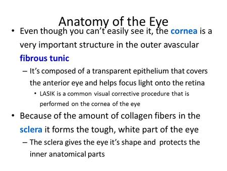 Anatomy of the Eye Even though you can’t easily see it, the cornea is a very important structure in the outer avascular fibrous tunic – It’s composed of.