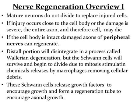 Nerve Regeneration Overview I Mature neurons do not divide to replace injured cells. If injury occurs close to the cell body or the damage is severe, the.