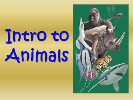 Intro to Animals. Animals Invertebrates (animals without a backbone) Porifera Cnidaria Worms Mollusks Echinoderms Arthropods.