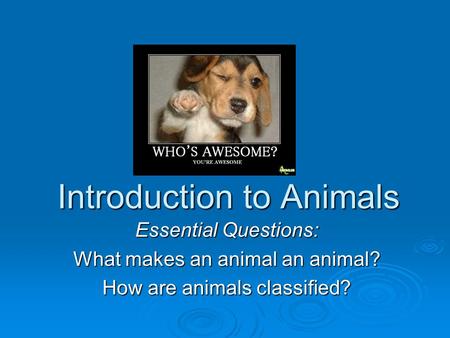Introduction to Animals Essential Questions: What makes an animal an animal? How are animals classified?