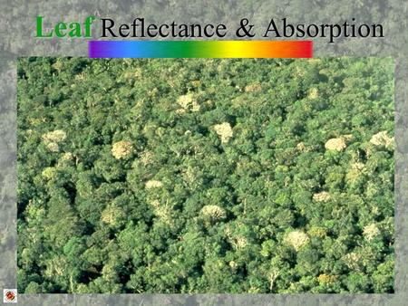 Leaf Reflectance & Absorption. “Pimple” Savanna forms from termite mounds in innundated tropical grasslands Leaf Reflectance & Absorption.