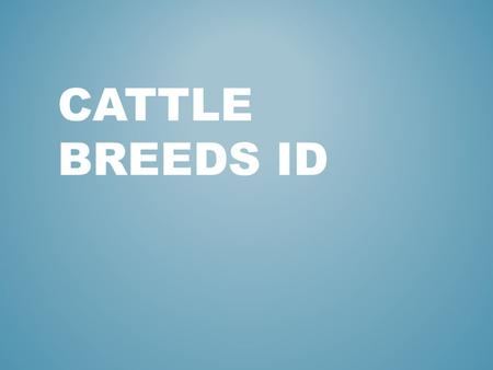 CATTLE BREEDS ID. ANGUS Ayrshires are red and white, and purebred Ayrshires only produce red and white offspring. Actually, the red color is a reddish-brown.
