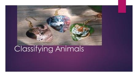 Classifying Animals. Introduction  Animals are put into two different groups. Vertebrate and invertebrate. Vertebrate animals are animals with a spine.