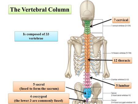 The Vertebral Column 7 cervical Is composed of 33 vertebrae
