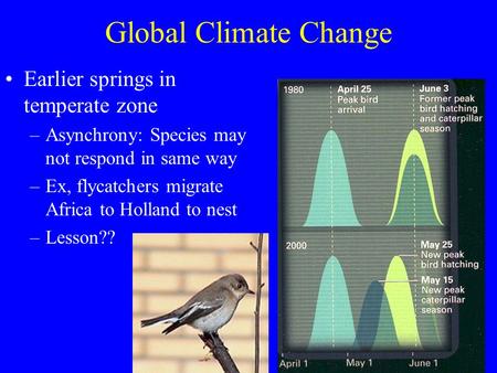 Global Climate Change Earlier springs in temperate zone –Asynchrony: Species may not respond in same way –Ex, flycatchers migrate Africa to Holland to.