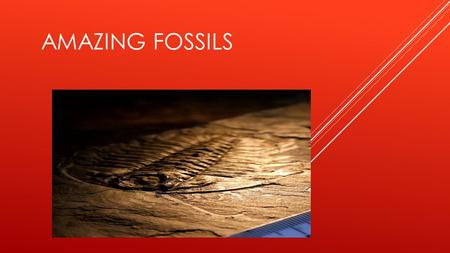 AMAZING FOSSILS. ABOUT THIS POWER POINT We have been reading about fossils hunters and searching for fossils. These are some of the things we have learned.