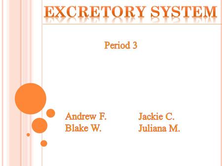 Excretory System Period 3 Andrew F. Blake W. Jackie C. Juliana M.