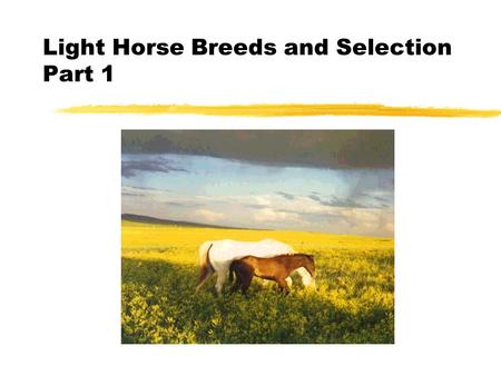 Light Horse Breeds and Selection Part 1