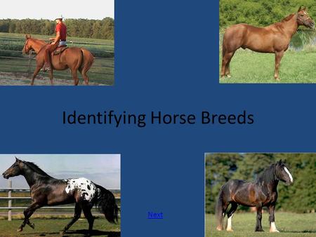 Identifying Horse Breeds Next. Explanation In this lesson, we will be learning about 7 popular horse breeds. You will discover what makes them different.
