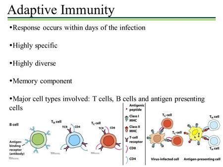 Adaptive Immunity  Response occurs within days of the infection  Highly specific  Highly diverse  Memory component  Major cell types involved: T cells,