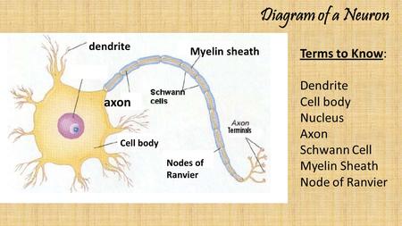 Diagram of a Neuron Terms to Know: Dendrite Cell body Nucleus Axon Schwann Cell Myelin Sheath Node of Ranvier dendrite Myelin sheath axon Cell body Nodes.