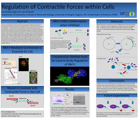 Regulation of Contractile Forces within Cells Avi Kandel, Ryan Frei, Ken Prehoda Department of Chemistry, Institute of Molecular Biology, University of.