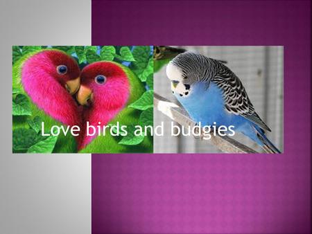 Love birds and budgies  They are the most widespread of all the parrots. they feed in hundreds-strong flocks, which can reduce amounts of fruit and.