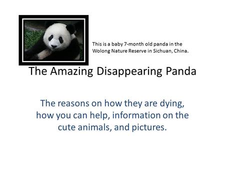 The Amazing Disappearing Panda